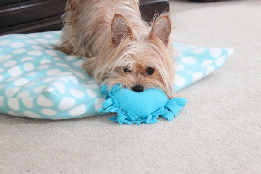 doggy toy