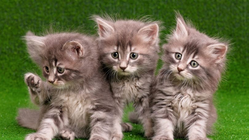 Pet Loo Square Hierba falsa