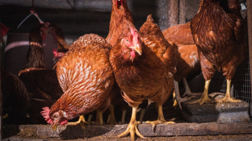 Alquilar un poco de pollo